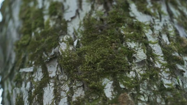 close up ahs tree bark with mos, uhd prores footage