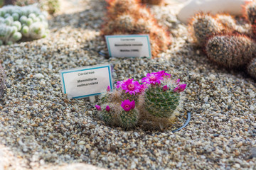 Blooming cactus in botanic garden.