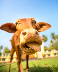 Little calf mug with hanging out tongue closeup