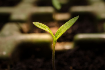 Young seedling in fresh soil
