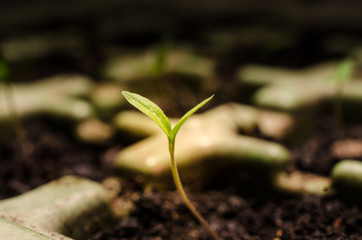 Young seedling in fresh soil