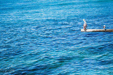 Fototapeta na wymiar Brown pelican and seagull on the pole