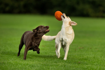 Labrador Retriever Dogs