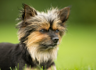 Mixed Breed Dog