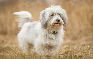Coton de Tulear dog
