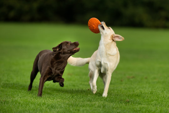 Labrador Retriever Dogs