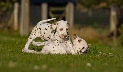 Two dalmatian dog puppies playing together - obrazy, fototapety, plakaty