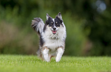 Icelandic sheepdog