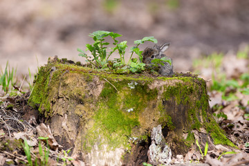 A hare on a green stump