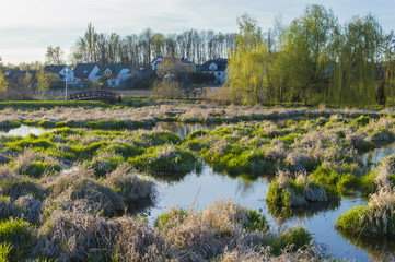 Zielona trawa nad zalewem, Lipsko, Polska