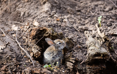 Rabbit in a burrow