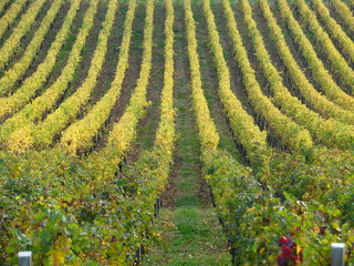 vigna e filari