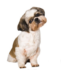 Shi tzu