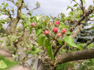 Apfelbl&uuml;te des Ontarioapfels im Fr&uuml;hling