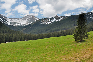 Chochołowska Dolina © Dariusz Pokus