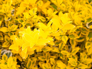 Lovely Yellow Flower Bush Shrub in the Golden Sunlight and Shine in Spring and Summer, Glowing and Shining with Passion and Pride