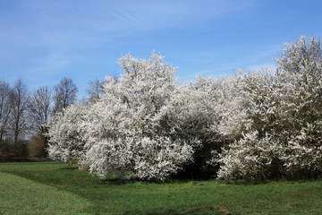 blühende Obstbäume auf einer Streuobstwiese