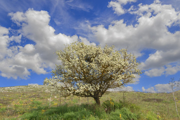 SPRINGTIME. Alta Murgia National Park: wild almond tree in bloom at dawn. Apulia-ITALY-Typical Apulian countryside of Murgia's plateau with wide fields ,rocky outcrops and grassland .