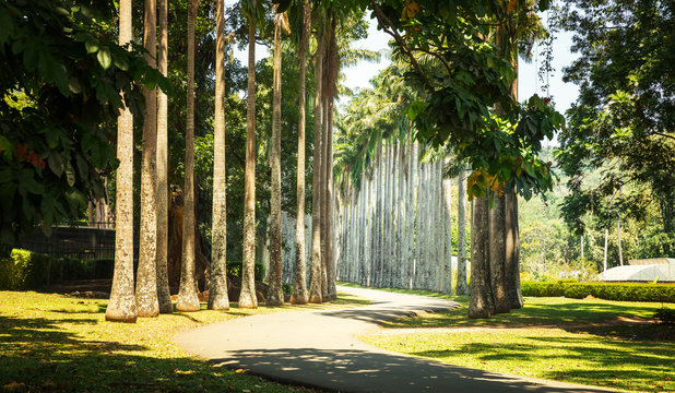 Beautiful palm alley tropical park on Sri Lanka