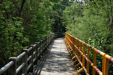 Boardwalk in tropical forest