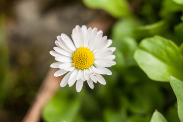 Obraz premium EInzelnes Gänseblühmchen