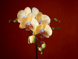 Fototapeta na wymiar Yellow Orchid