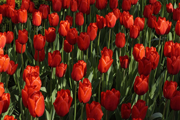 Champ de tulipes rouges au printemps, gros plan