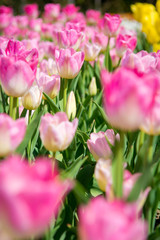 Blooming pink and yellow tulips.