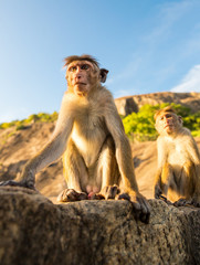 Monkeys on Sri Lanka, food thieves on Ceylon