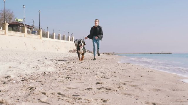 Young Female Playing And Running With Great Swiss Mountain Dog On Beach