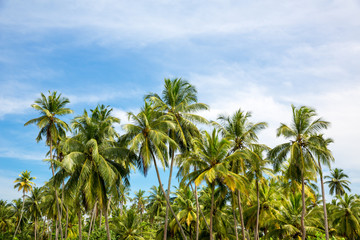 Fototapeta na wymiar Scenic tropical jungle forest, Ceylon nature