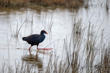 Purpurhuhn (Porphyrio porphyrio)