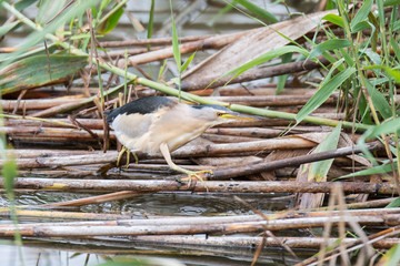 Zwergdommel (Ixobrychus minutus)