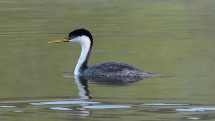 Grebe on the Water