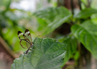 Glasswing butterfly