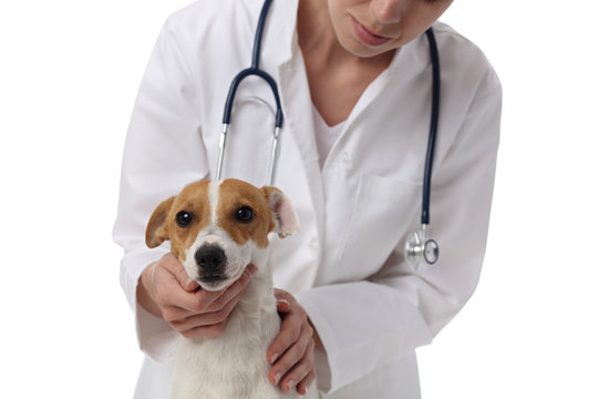 Female doctor and dog Jack Russell Terrier isolated on white background. Animal and pet veterinary care concept.