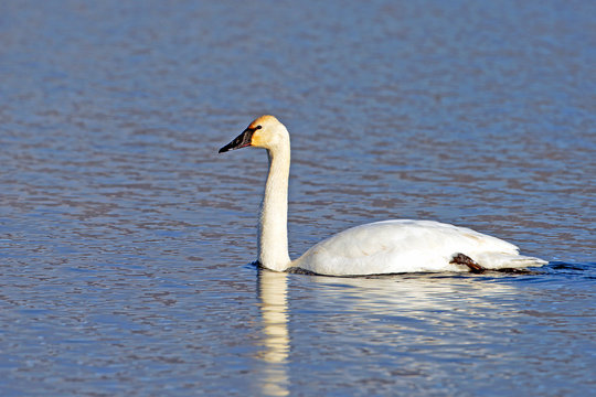 Trumpeter Swan swimming on lake, early morning light