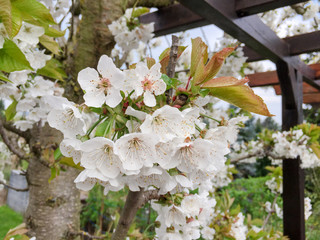 weiße Sauerkirschblüte im Frühling an Kirschbaum