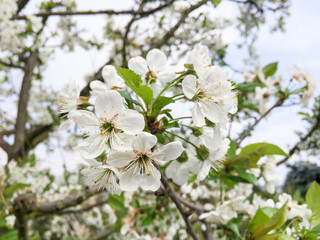 wei&szlig;e Sauerkirschbl&uuml;te im Fr&uuml;hling an Kirschbaum