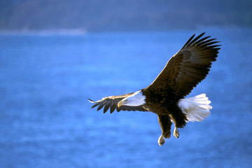 Bald Eagle flying low over ocean water, hunting
for fish, Alaska