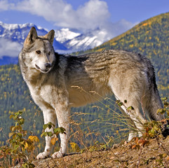 Timber Wolf standing on ridge, Rocky Mountains in background, Canada