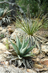 Fototapeta premium Cacti