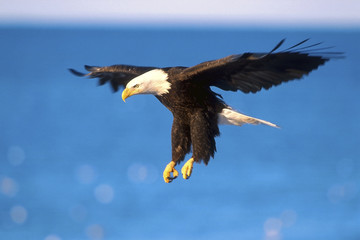 Bald Eagle soaring over water
