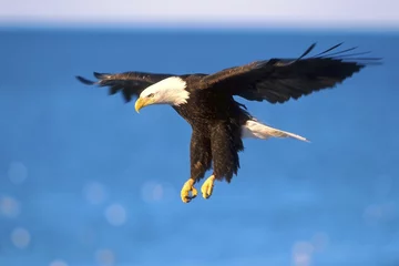 Crédence de cuisine en verre imprimé Aigle Bald Eagle soaring over water