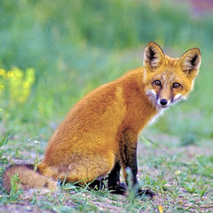 Young Red Fox sitting in grass, watching,