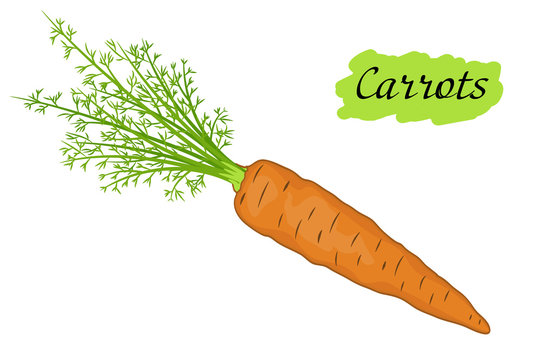 carrots with leaves.useful vegetables. food for vegetarians. vector illustration. 