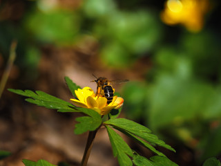 Bee sitting at  the bright yellow flower at the meadow