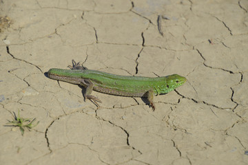 An ordinary quick green lizard. Lizard on dry ground. Sand lizard, lacertid lizard