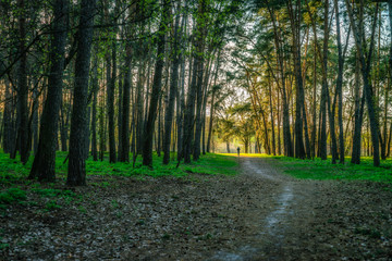 Nature of Ukraine - spring forest 