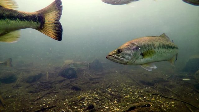 Close Up Underwater View of Schooling Largemouth Bass in the Shallows